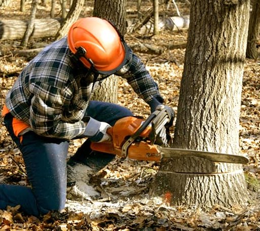 Tree Removal in Bluff City, KS